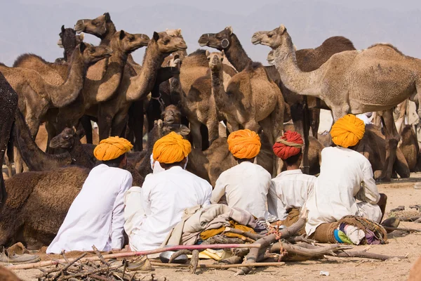 PUSHKAR, INDIA - NOVEMBER 20: Pushkar Camel Mela (Pushkar Camel Fair) on November 20, 2012 in Pushkar, Rajasthan, India. This fair is the largest camel trading fair in the world. — Stock Photo, Image