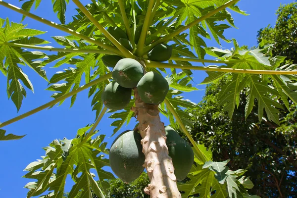 Csomó papaya lóg a fán — Stock Fotó