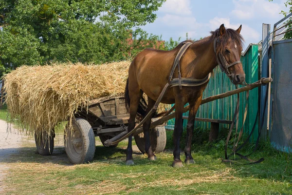 Mula de castaño enganchada a un carro de heno tradicional. Ucrania . — Foto de Stock