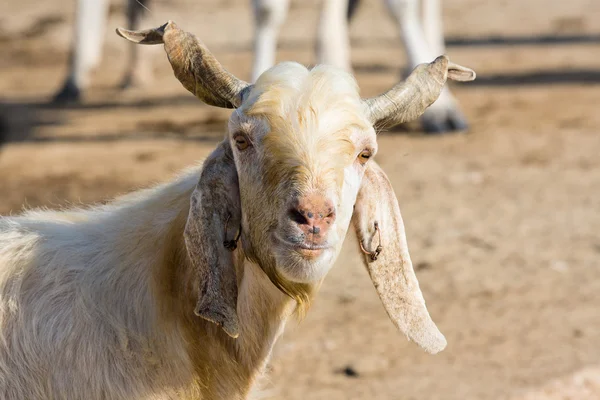 Goat portrait — Stock Photo, Image