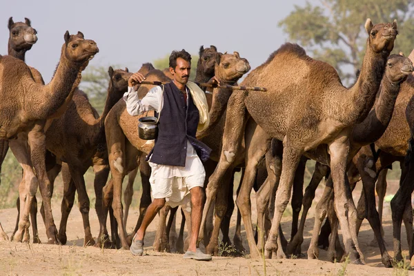 Feira de Pushkar (Pushkar Camel Mela) Rajasthan, Índia — Fotografia de Stock
