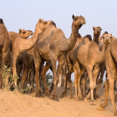 pushkar rajasthan, Hindistan Fuarı, deve