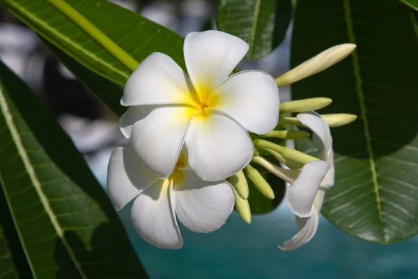 Frangipani bílý květ (plumeria) — Stock fotografie