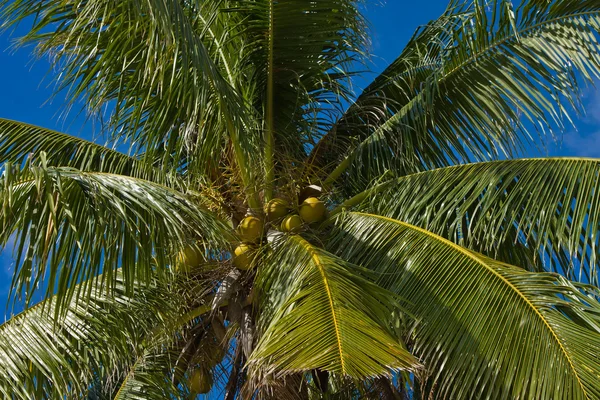 Kokosnötter palm tree — Stockfoto