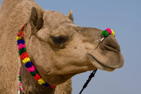 Camel i pushkar rättvis, rajasthan, Indien — Stockfoto