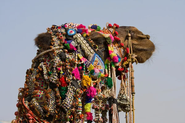 Camello en la Feria de Pushkar en Rajastán, India — Foto de Stock