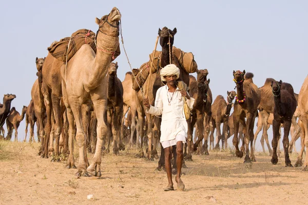 プシュカル フェア （ラクダ プシュカル メラ) ラジャスタン州、インド — ストック写真