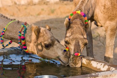 pushkar rajasthan, Hindistan Fuarı, deve