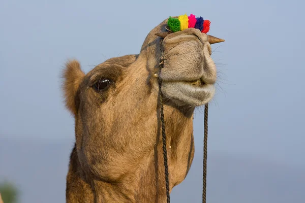 Camel at the Pushkar Fair in Rajasthan, India — Stockfoto