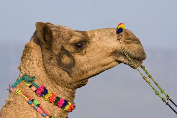 骆驼在公平在拉贾斯坦邦，印度的普什卡 — 图库照片