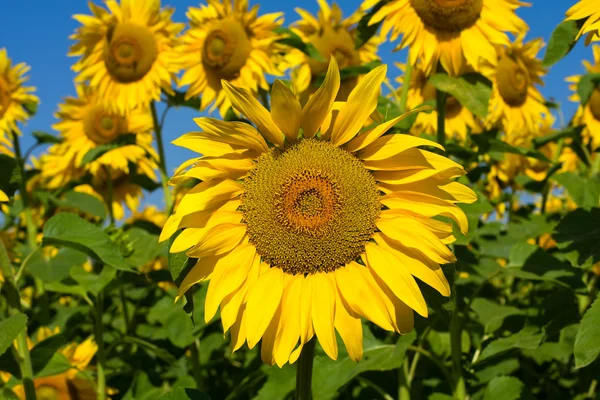 Bidang bunga matahari — Stok Foto