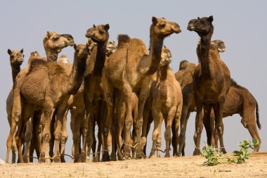 pushkar rajasthan, Hindistan Fuarı, deve