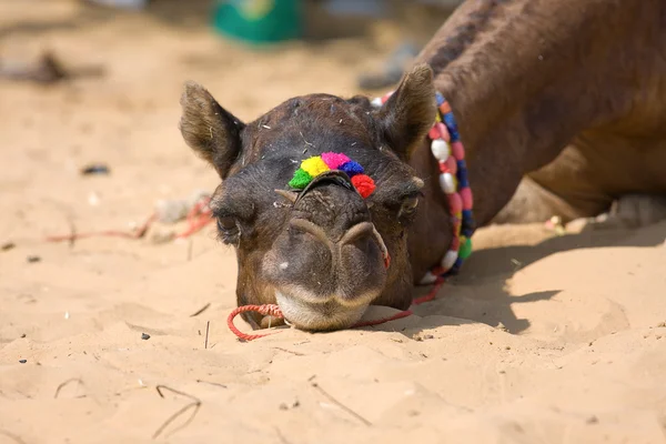 Kamel auf der Pushkar-Messe, Rajasthan, Indien — Stockfoto