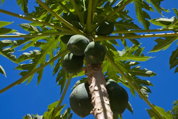 Csomó papaya lóg a fán — Stock Fotó