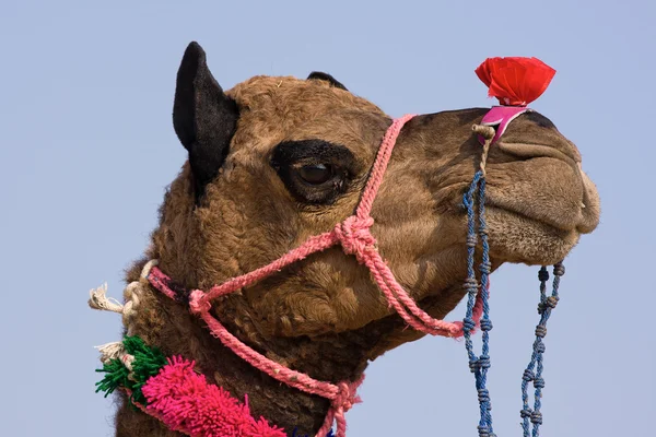 Teve a Pushkar vásáron, Rajasthan, India — Stock Fotó