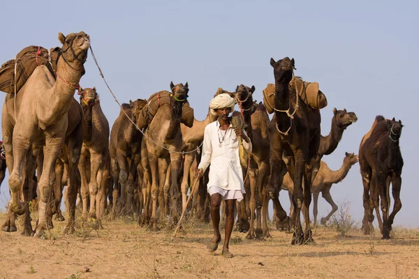 Pushkar fair (pushkar kameel mela) rajasthan, india — Stockfoto