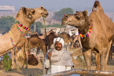 Pushkar rajasthan Fuar (pushkar deve mela), Hindistan