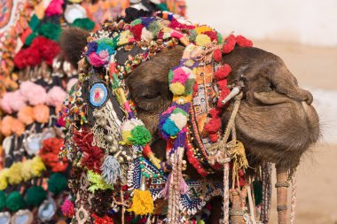 pushkar rajasthan, Hindistan Fuarı, deve