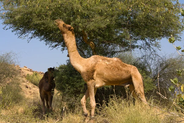 Camel op de beurs in rajasthan, india pushkar — Stockfoto