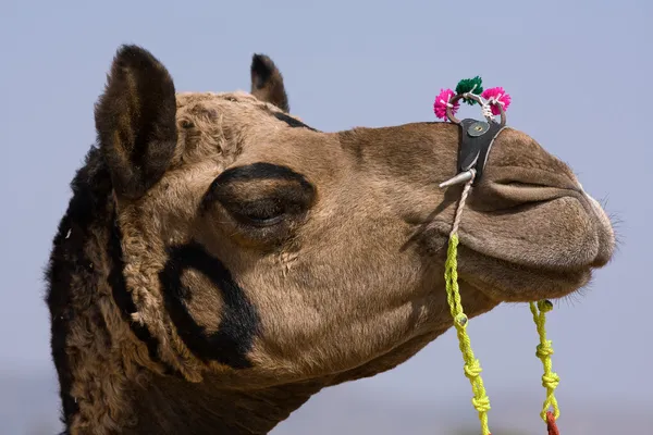 Velbloud v pushkar spravedlivé, rajasthan, Indie — Stock fotografie