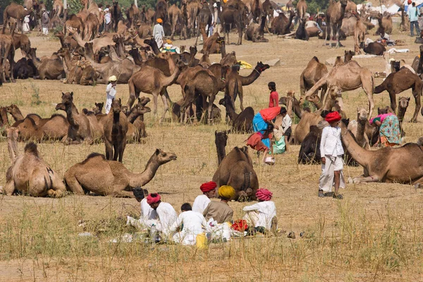 Pushkar veletrhu (Camel Pushkar Mela) Rajasthan, Indie — Stock fotografie
