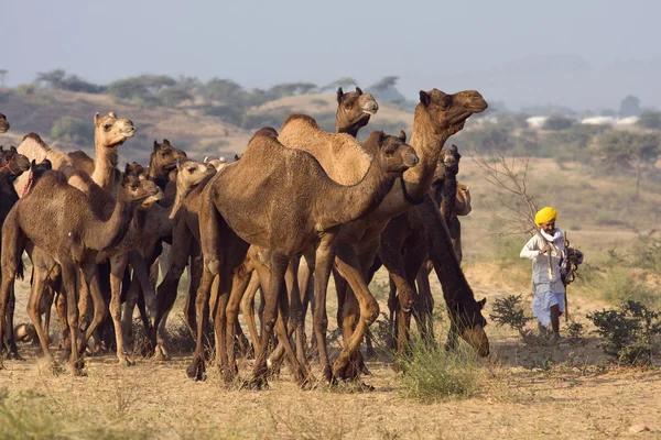 Pushkar veletrhu (Camel Pushkar Mela) Rajasthan, Indie — Stock fotografie