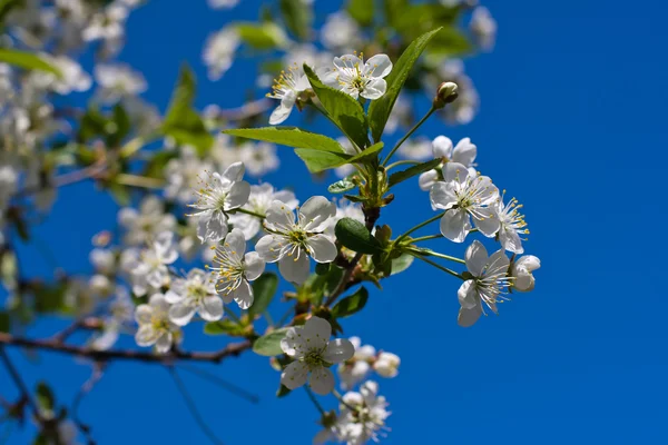 Ramos de uma macieira florescente contra o céu azul — Fotografia de Stock