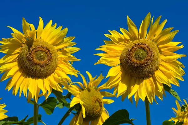 Campo di girasole sopra cielo blu — Foto Stock