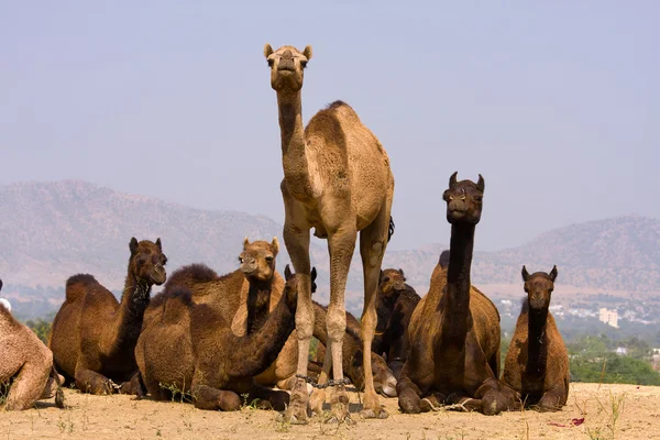 骆驼在公平在拉贾斯坦邦，印度的普什卡 — 图库照片