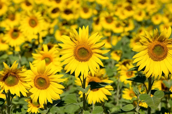 Sunflower field over blue sky — Stock Photo, Image