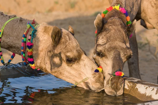 Camel at the Pushkar Fair in Rajasthan, India — Stockfoto