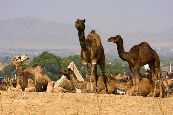 Camel at the Pushkar Fair in Rajasthan, India — Stock Photo, Image