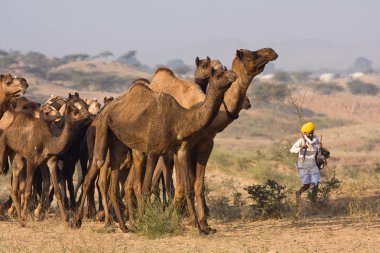 Pushkar Camel Mela ( Pushkar Camel Fuarı )