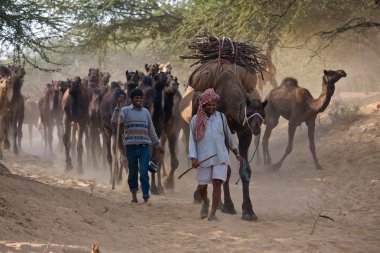 Pushkar Camel Mela ( Pushkar Camel Fuarı )