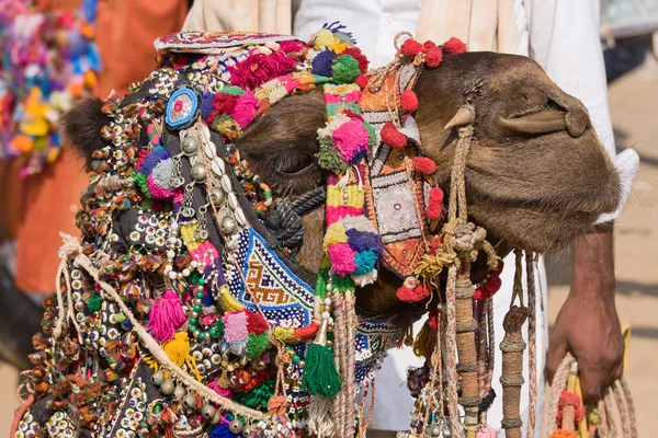 Cammello alla fiera Pushkar in Rajasthan, India — Foto Stock