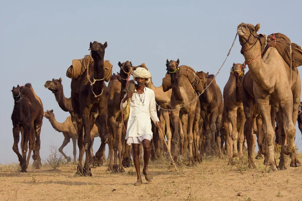 プシュカル フェア （ラクダ プシュカル メラ) ラジャスタン州、インド — ストック写真