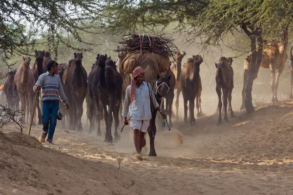 普什卡尔骆驼梅拉（普什卡尔骆驼博览会） ) — 图库照片