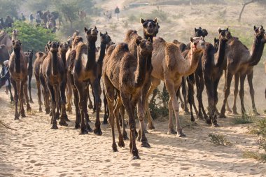 pushkar rajasthan, Hindistan Fuarı, deve