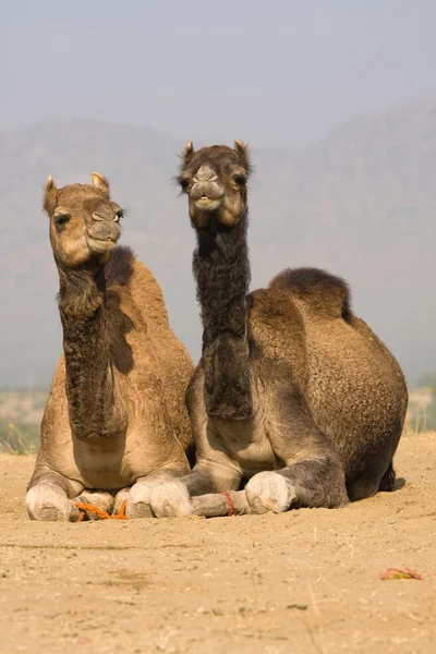 Velbloud na veletrhu v rajasthan, Indie pushkar — Stock fotografie