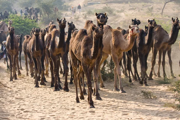 Teve a Pushkar vásáron, Rajasthan, India — Stock Fotó