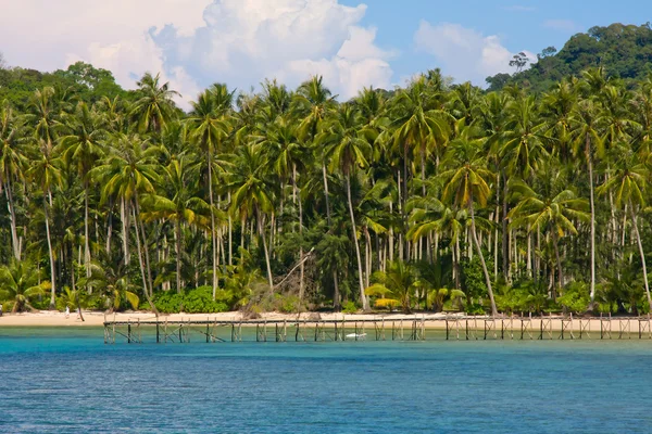 Kokosnoot boom op het strand, thailand — Stockfoto