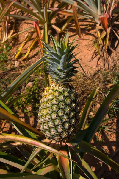 Ananas plant — Stockfoto