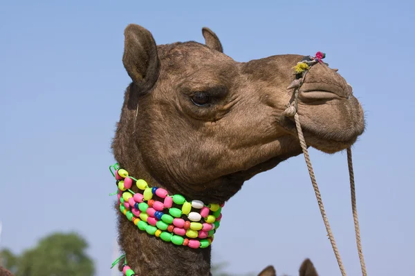 Velbloud v pushkar spravedlivé, rajasthan, Indie — Stock fotografie