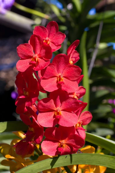 Flor de orquídea — Fotografia de Stock