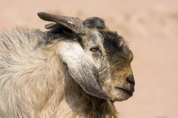 Goat portrait — Stock Photo, Image