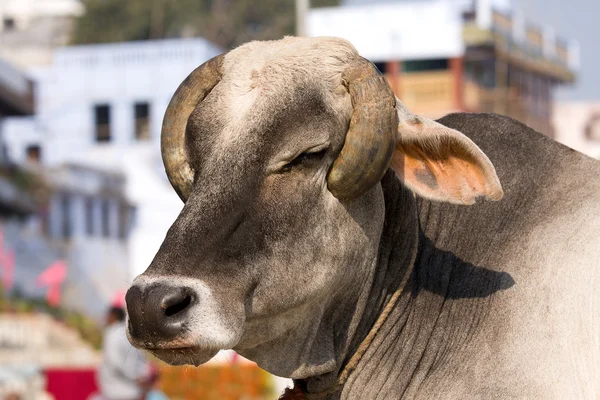 Indian holy cow in front of the typical Indian house, Varanasi, India — Stock Photo, Image