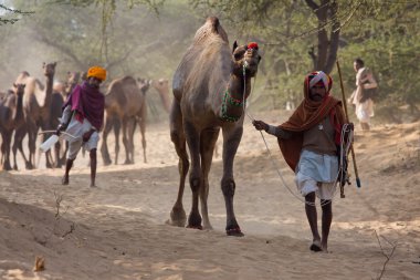 Pushkar Camel Mela ( Pushkar Camel Fuarı )
