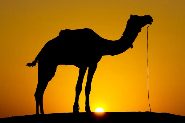 Silueta velblouda při západu slunce na dunách Tharské pouště. Jaisalmer, Indie. — Stock fotografie