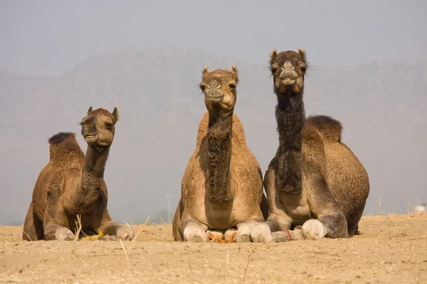 Cammello alla fiera di Pushkar, Rajasthan, India — Foto Stock