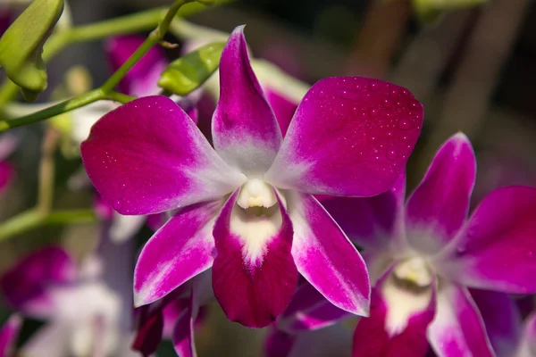 Крупный план красивый цветок орхидеи — стоковое фото
